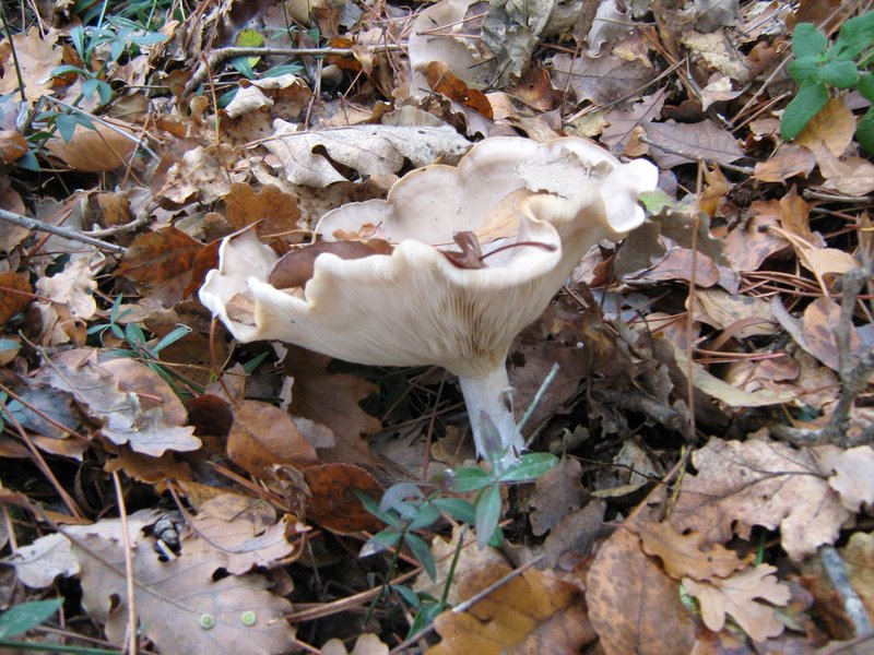 Funghi dalla Castellina